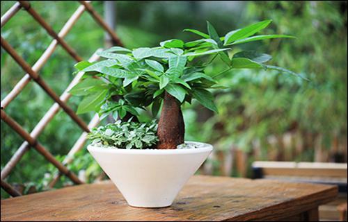 大发财树怎样修剪视频,大发财树修剪技巧视频解析