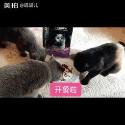伟嘉猫粮 来视频,营养与品质的完美结合