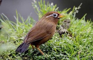 画眉捕捉视频,捕捉自然之美