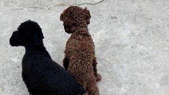 配狗视频大全,海量配狗视频大盘点