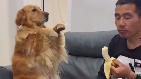 金毛米拉视频,萌宠日常，欢乐满溢